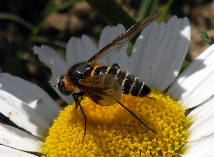 Lomatia sp